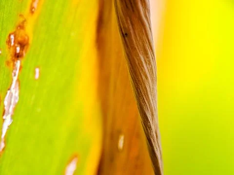 Abstract textures of a fading leaf display nature's aging process in vibran.. Stock Photos