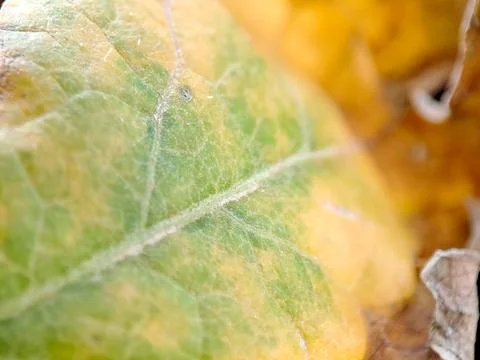 Abstract textures of fading leaf showcasing transition from vibrant green t.. Stock Photos