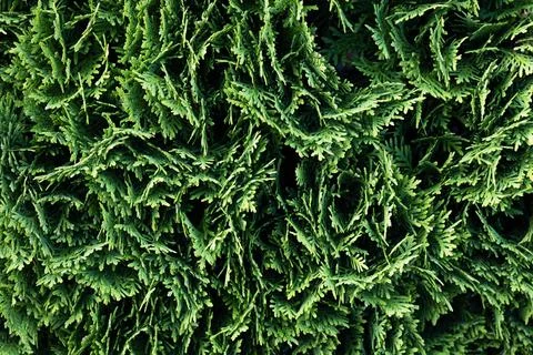 Abstract thuja background Stock Photos