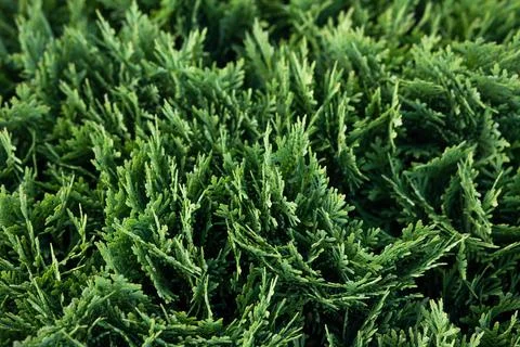 Abstract thuja background Stock Photos