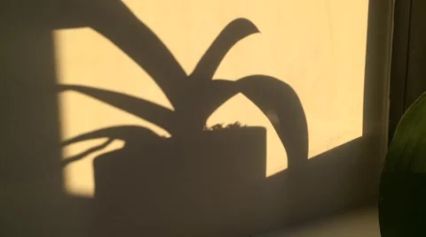 Abstract time lapse of plant in warm shadow Stock Footage
