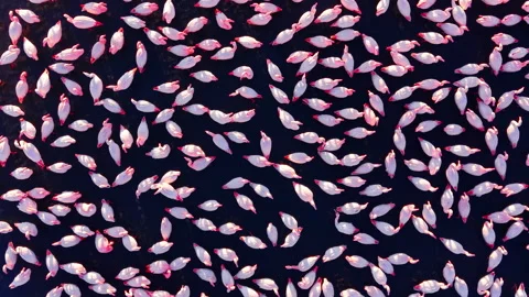 Abstract Top-Down Aerial Pattern of Pink Flamingos on Dark Blue Water Surface Stock Footage 326144444