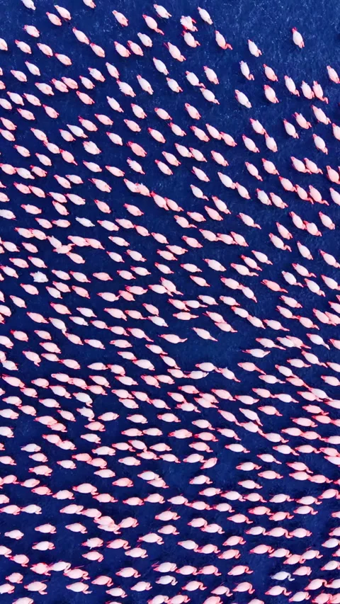 Abstract top down view of flamingos on blue water Vertical video. Stock Footage 332345712