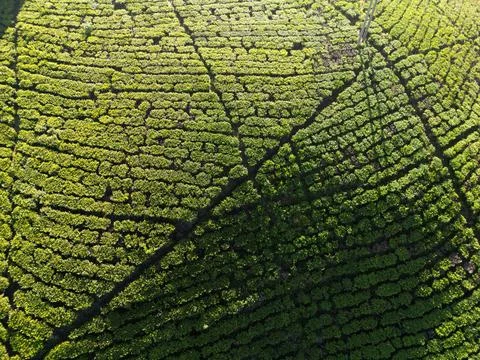 Abstract Top Down View of Tea Bush Rows and Footpaths Stock Photos