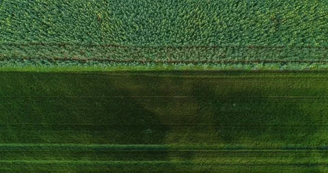 An abstract top-down view of two different agricultural fields, Agricultura.. Stock-Footage 316820651