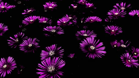 Abstract trailing ice flowers isolated on black Stock Footage 158405375