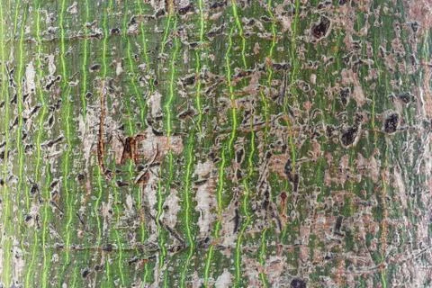 Abstract tree bark Stock Photos