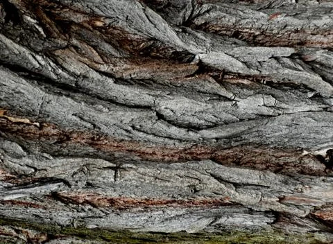 Abstract tree bark Stock Photos