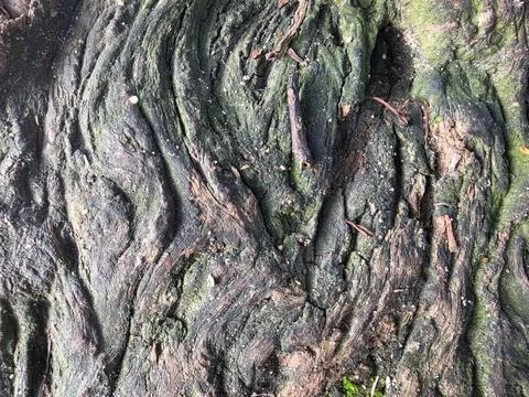 Abstract Tree Bark Surface with Green Moss Stock Photos