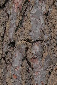 Abstract tree bark texture for design. natural wooden background. Stock Photos