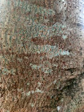 Abstract Tree Bark Texture with Lichen Stock Photos