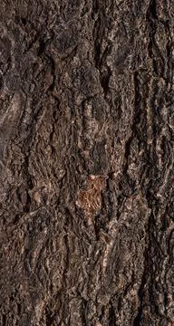 Abstract tree bark texture Foto stock
