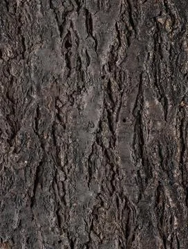 Abstract tree bark texture Stock Photos