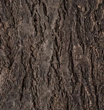 Abstract tree bark texture Stock Photos