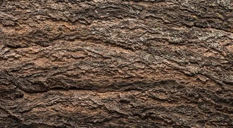 Abstract tree bark texture Stock Photos