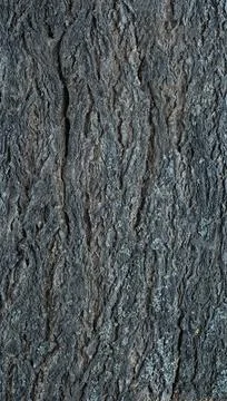 Abstract tree bark texture Stock Photos