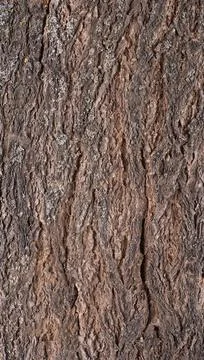 Abstract tree bark texture Stock Photos