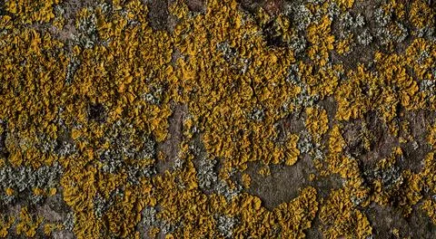 Abstract tree bark texture Foto stock