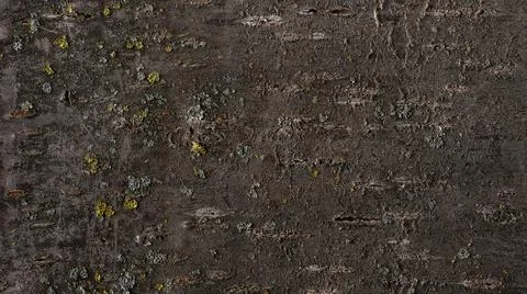 Abstract tree bark texture Foto stock