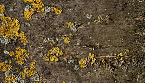 Abstract tree bark texture Stock Photos