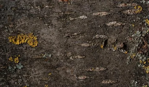 Abstract tree bark texture Foto stock