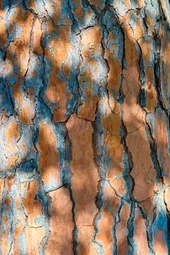 Abstract tree bark texture Stock Photos