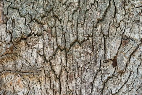 Abstract tree bark texture Stock Photos