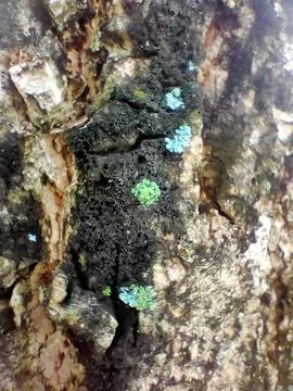 Abstract Tree Bark Texture Stock Photos