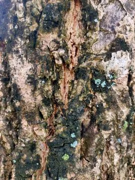 Abstract Tree Bark Texture Stock Photos