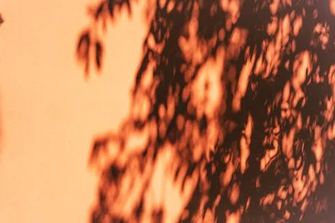 Abstract tree branch shadow on warm terracotta garden wall Stock Photos