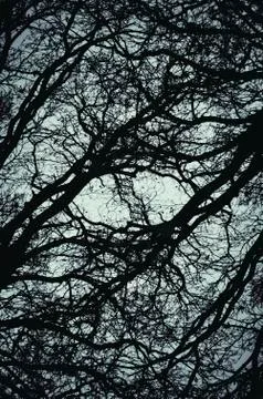 Abstract tree branches background Stock Photos