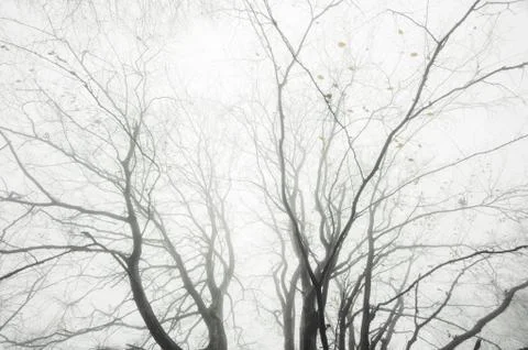 Abstract tree branches in mist background Stock Photos