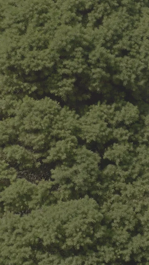 Abstract Tree Close Up Stock Footage 311553090