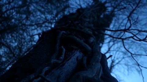 Abstract tree. Cold 02 Stock Footage 122616707