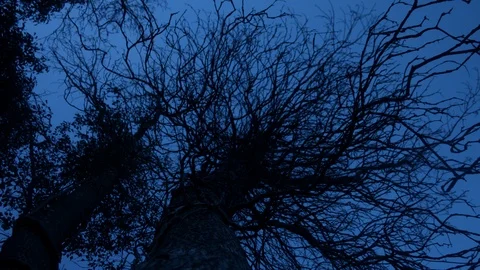 Abstract tree. Cold 03 Stock Footage 122608437