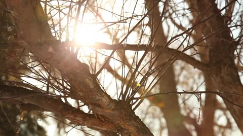 Abstract Tree Video stock 39421244