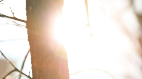 Abstract Tree Video stock 39421594