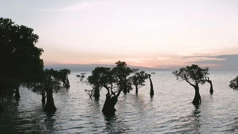 Abstract tree formation at oceanfront during sunset - Aerial (Pantai Walakiri) Stock Footage 114508557