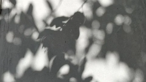 Abstract tree leaf shadows cast on a textured wall surface in monochrome. Stock Photos