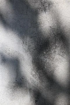 Abstract tree leaf shadows cast on a textured grey concrete wall background 写真素材