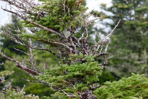 Abstract Tree Stock Photos