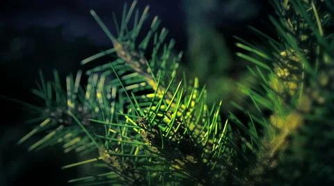 Abstract Tree Pine Stock Footage 44496479