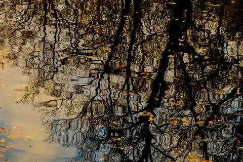 Abstract tree reflection in water ripples of woodland lake Stock Photos