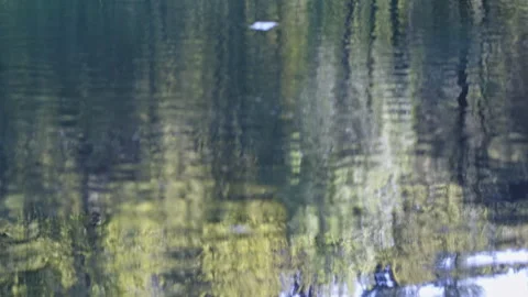 Abstract Tree Reflections Rippling on Mountain Lake Surface Stock Footage 345275157