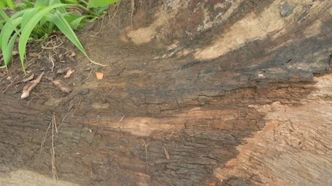 Root Texture Stock Video Footage | Royalty Free Root Texture Videos | Pond5