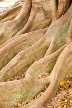 Abstract tree roots 库存照片