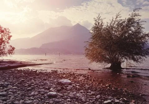 Abstract tree on the sea background Stock-Fotos