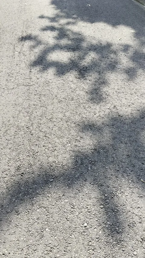 Abstract Tree Shadows on Asphalt Street with Urban Micro Litter Stock Footage 346739408