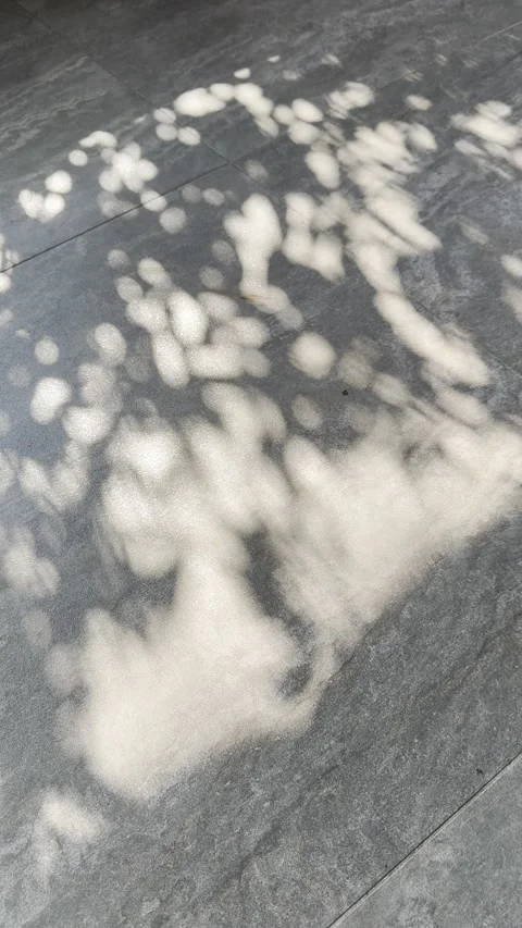 Abstract Tree Shadows on Speckled Grey Grunge Floor Stock Footage 346739424