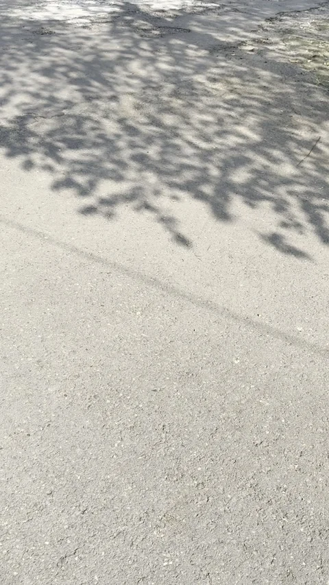 Abstract Tree Shadows on Sunlit Asphalt Street Stock Footage 346739406